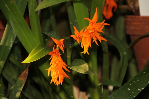 Phalaenopsis   106.jpg